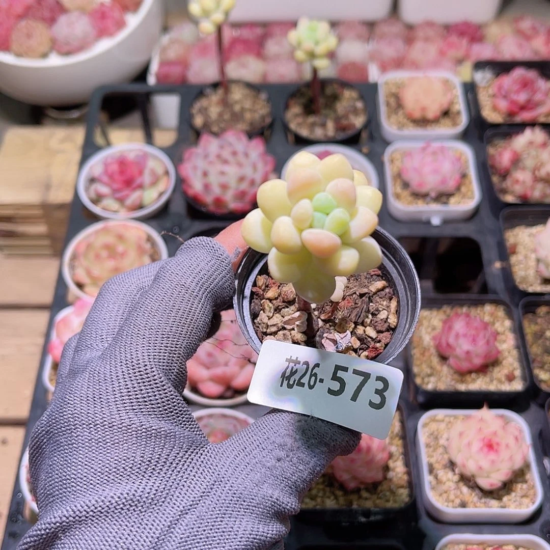 花26-573天使之泪