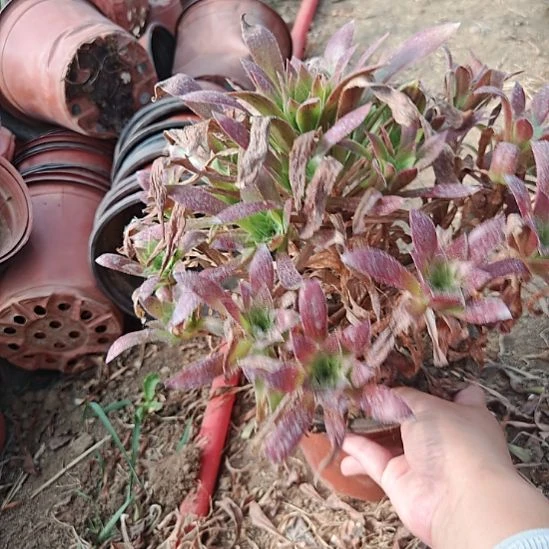 孔雀法师加急发货16