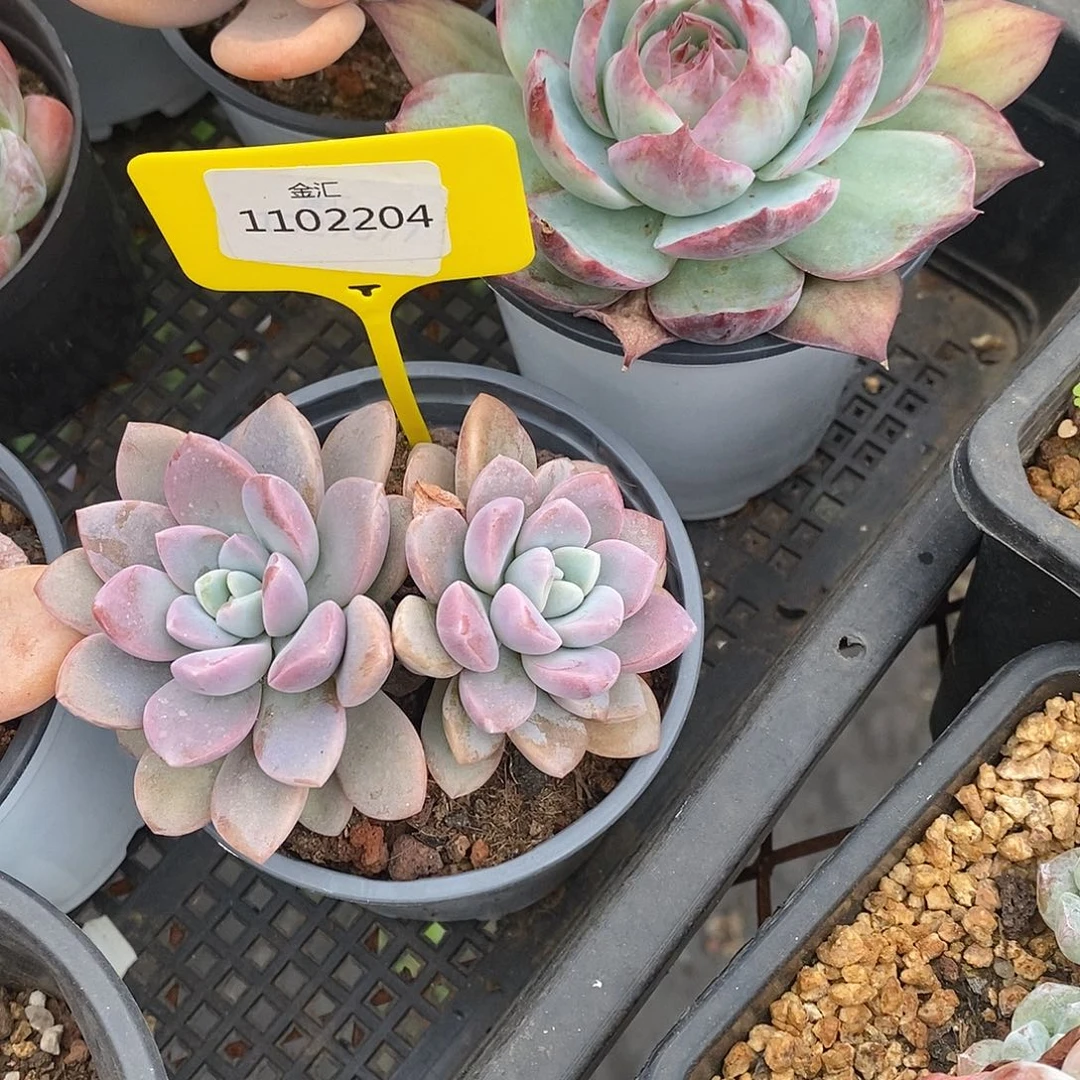 福利多多，1102204