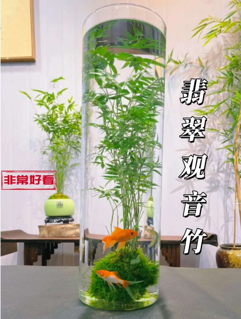 水培米竹观音竹带根苔藓球室内桌面鱼缸绿植盆景水培植物竹子客厅