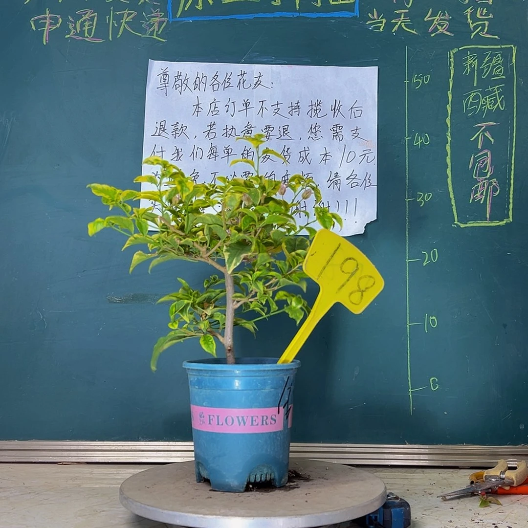 当前无花栽培后可以开花 金边浅紫  198