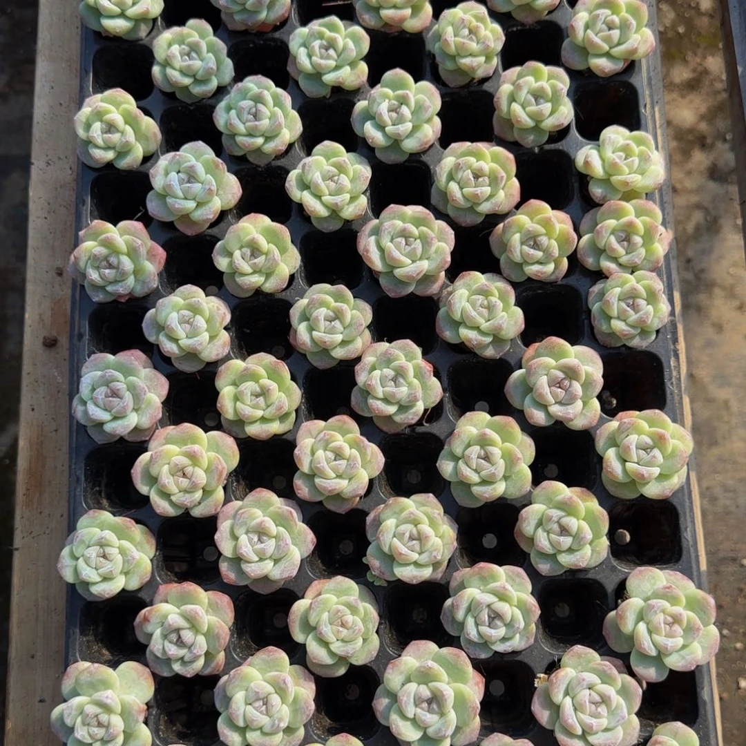 5颗一组超优选紫心冰玉单头
