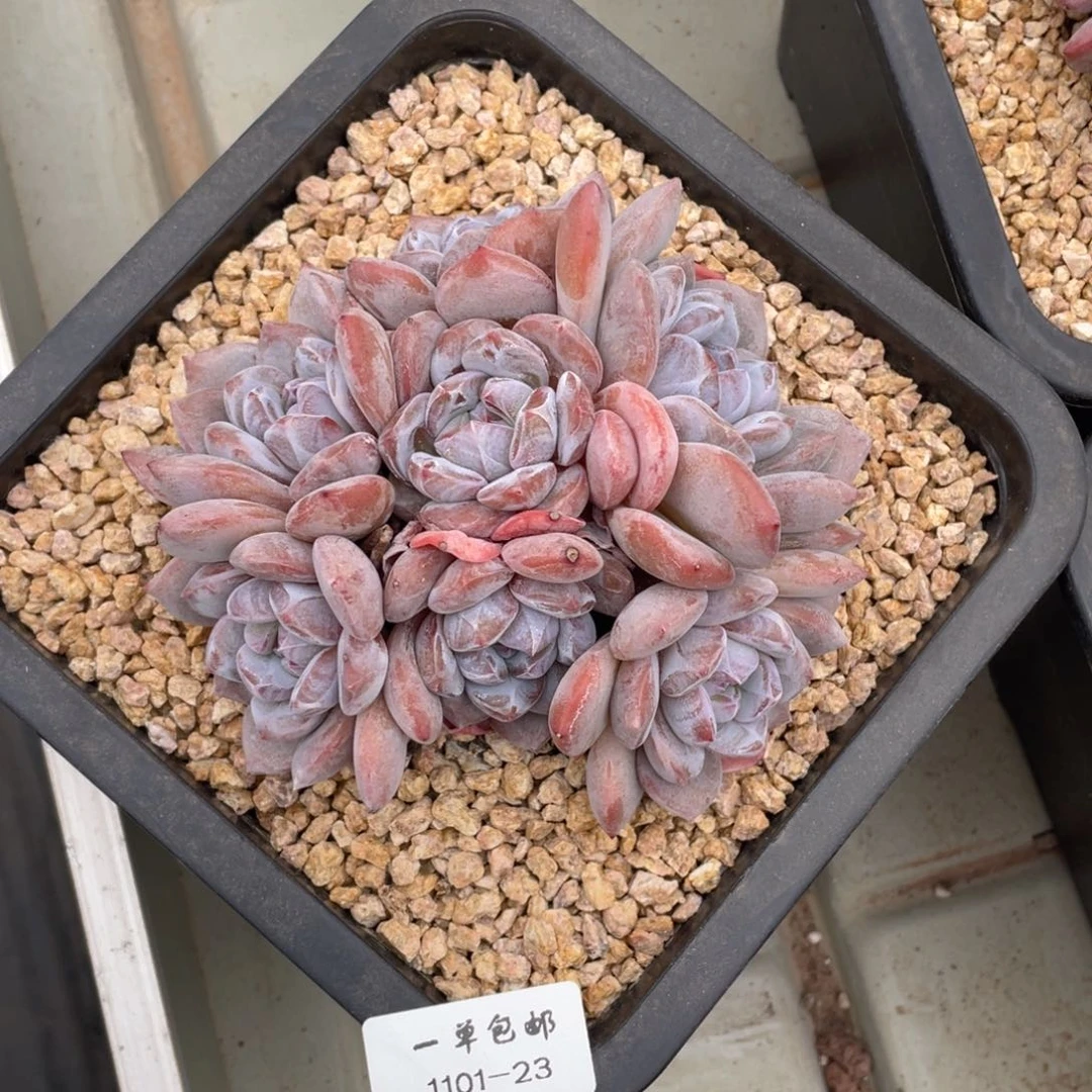 1101-23-星影。。。，，