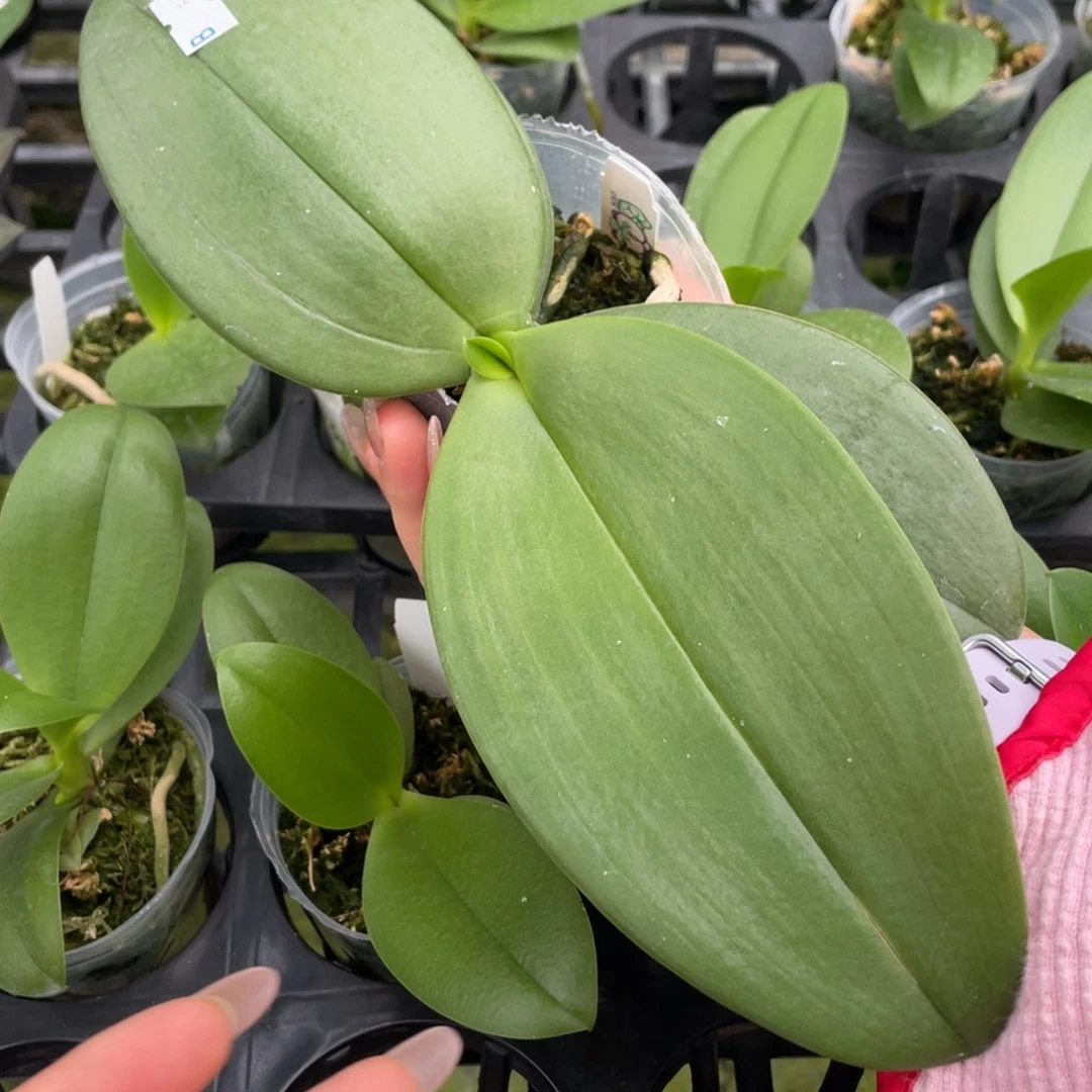 当前无花栽培后可以开花象耳交eq