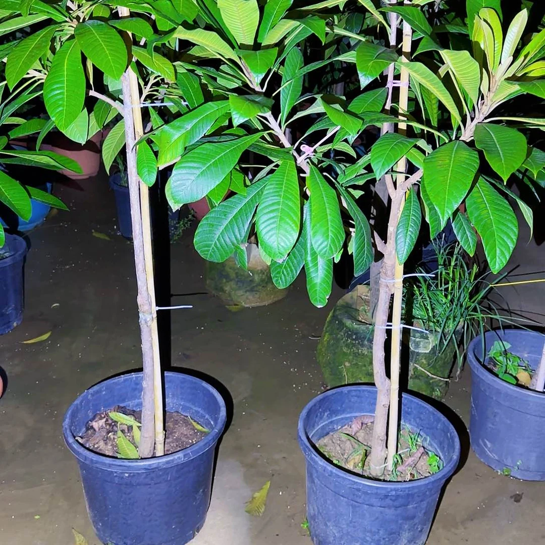 无花朵凯*果树11111111111