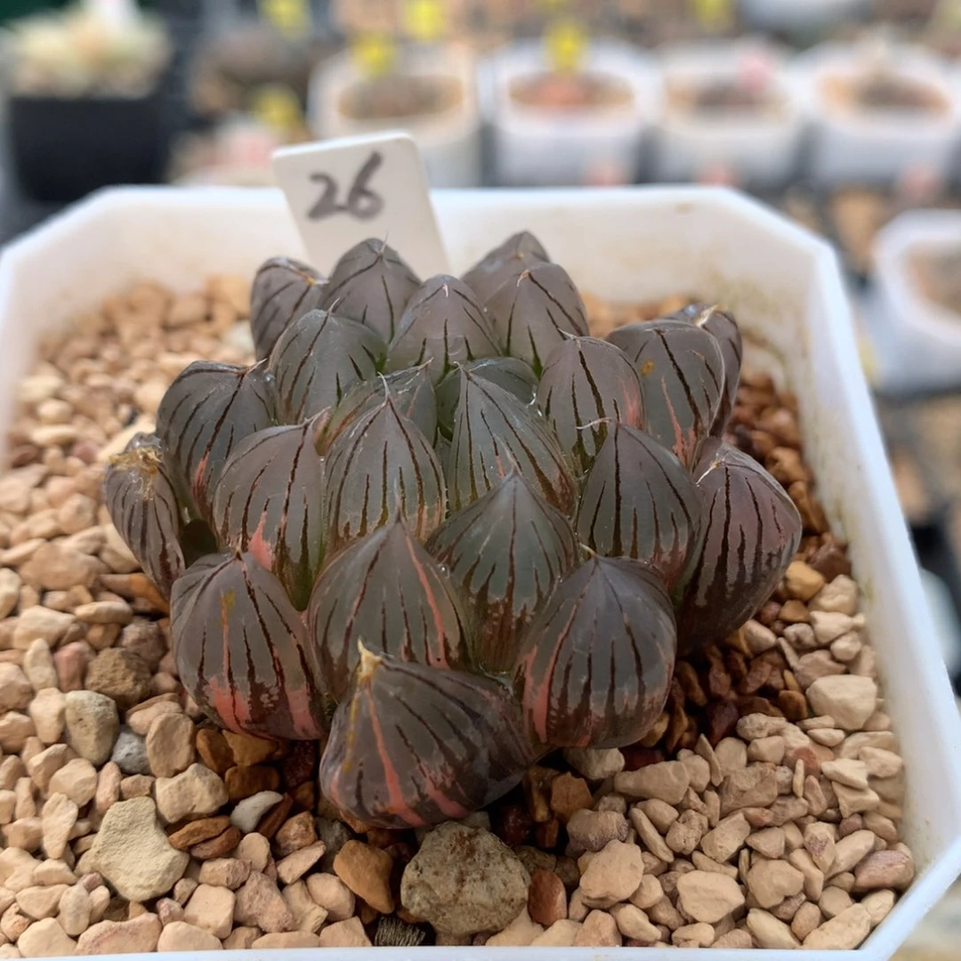 以实际为准26霓虹灯