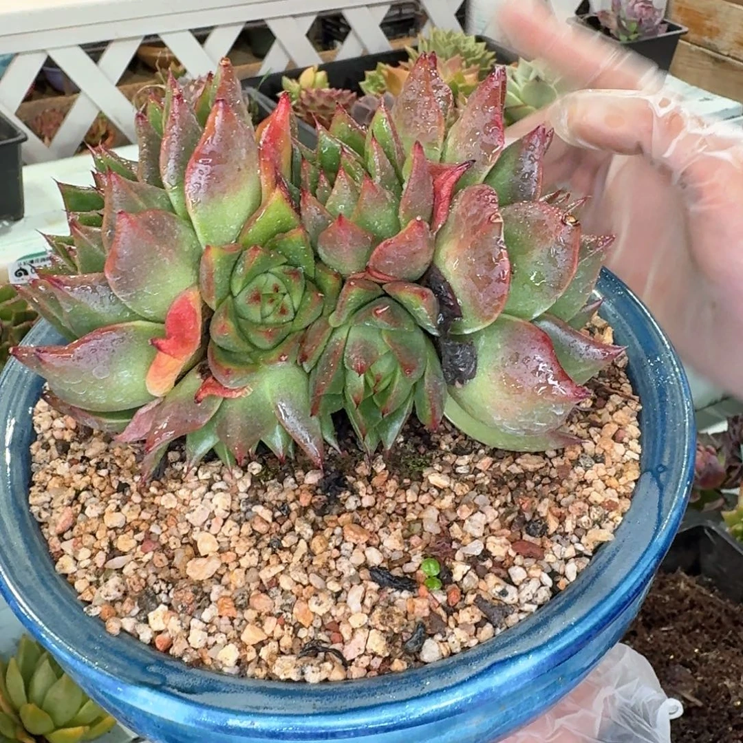 从前慢多肉编号0817-71