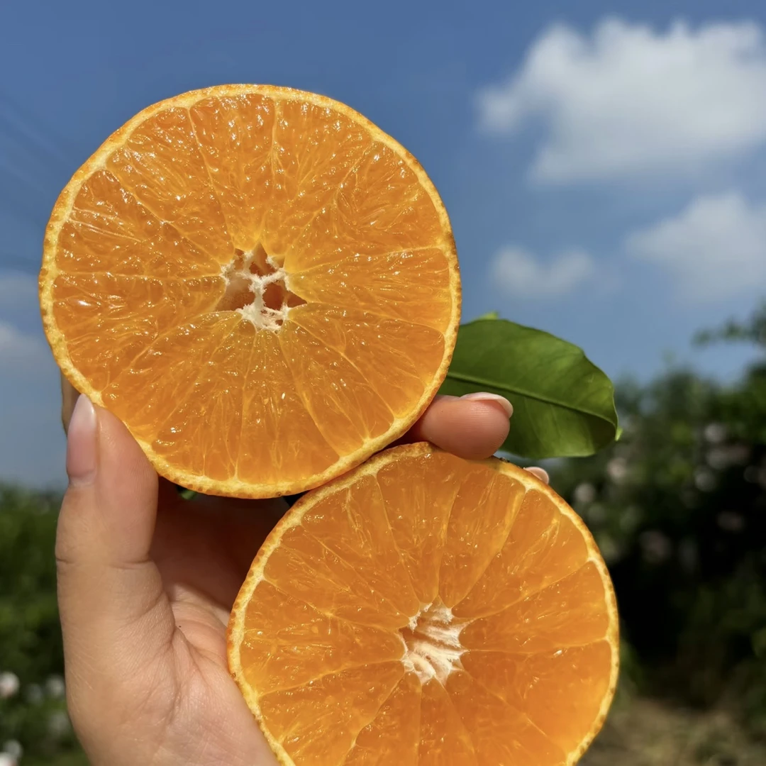 爱媛果冻橙净重三斤 25.88内蒙古自治区