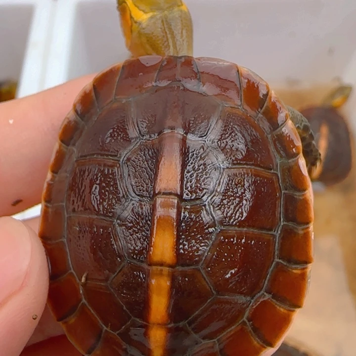 母宠物龟皖南安缘