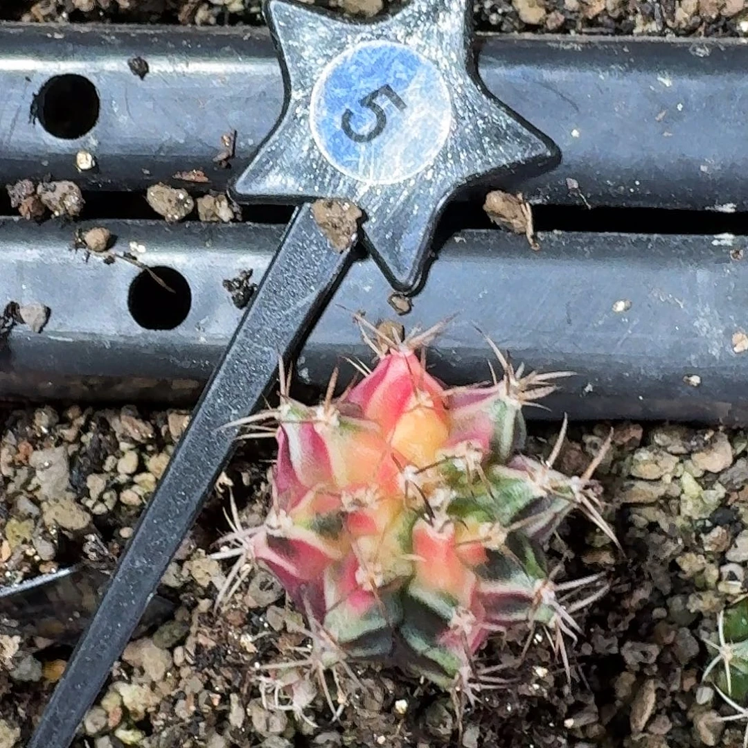 弧***度米哈实生自然锦05