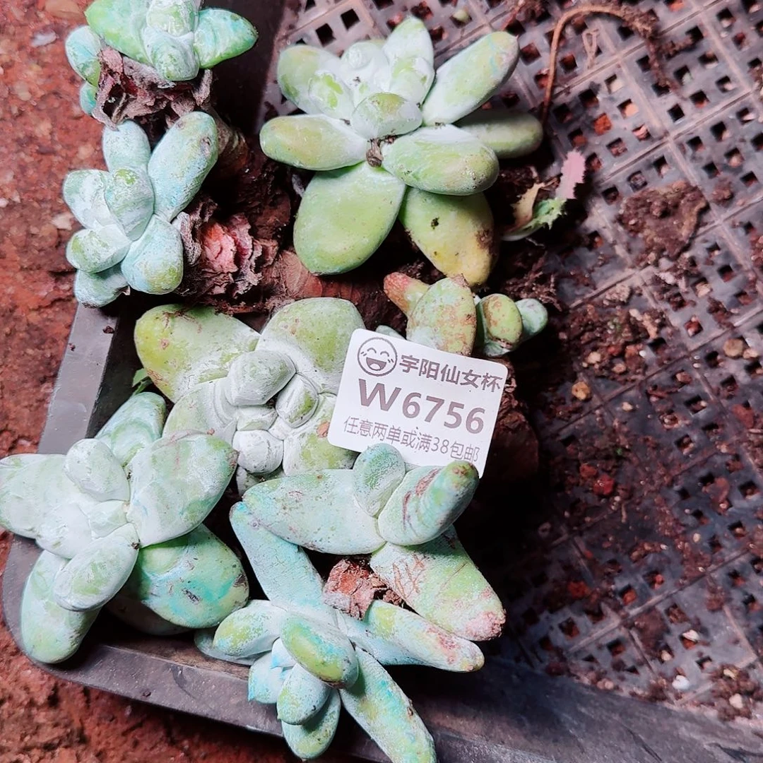 6756七颗拇指仙女杯多肉