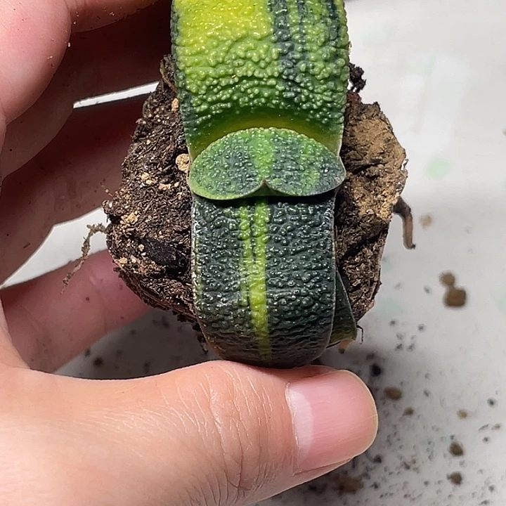 卧牛锦一物一拍5号