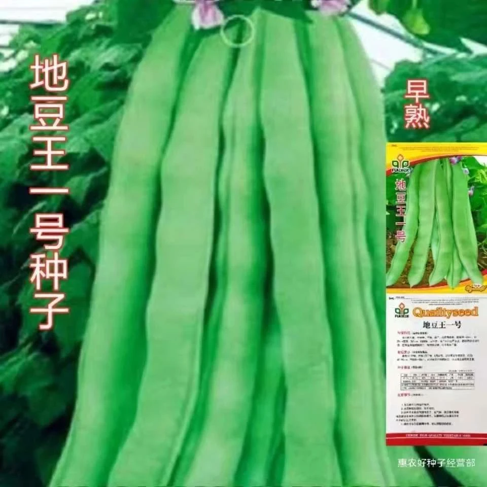 地豆王一号豆角种子无架四季豆菜豆早熟抗病宽荚肉嫩白莲豆种籽