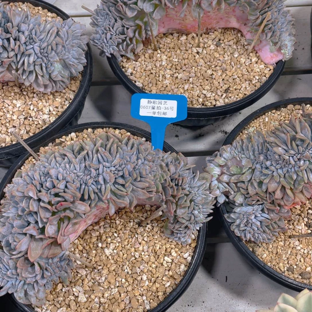 0607-36-高板星影缀化一颗