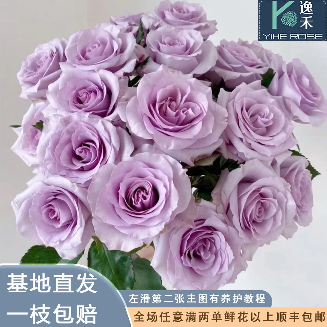 逸禾基地海洋之歌单头玫瑰鲜花基地直采直发2单顺丰包邮含保鲜剂