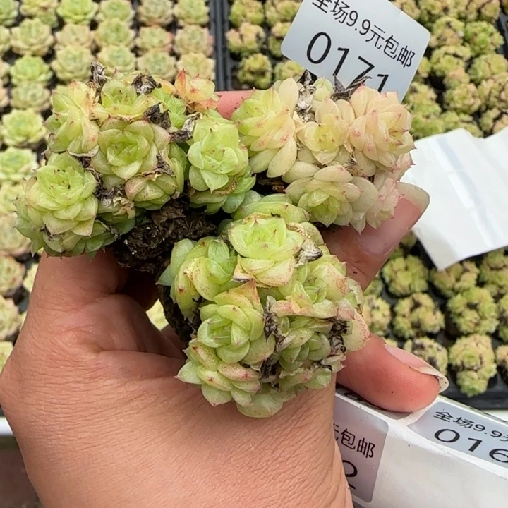 新店开播，全场¥9.9包邮171