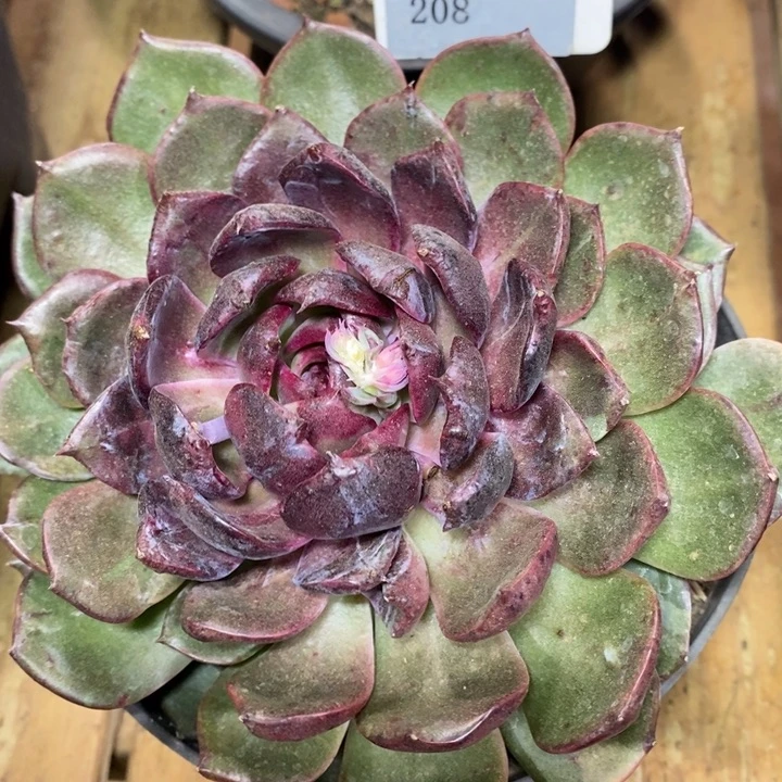 D208- 直播福利 蓝莓锦