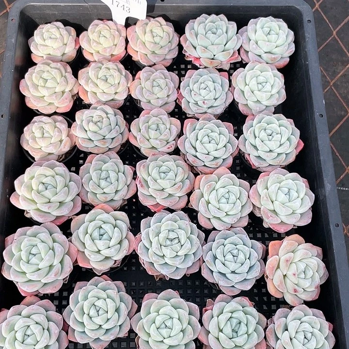 薇薇安园艺多肉1743