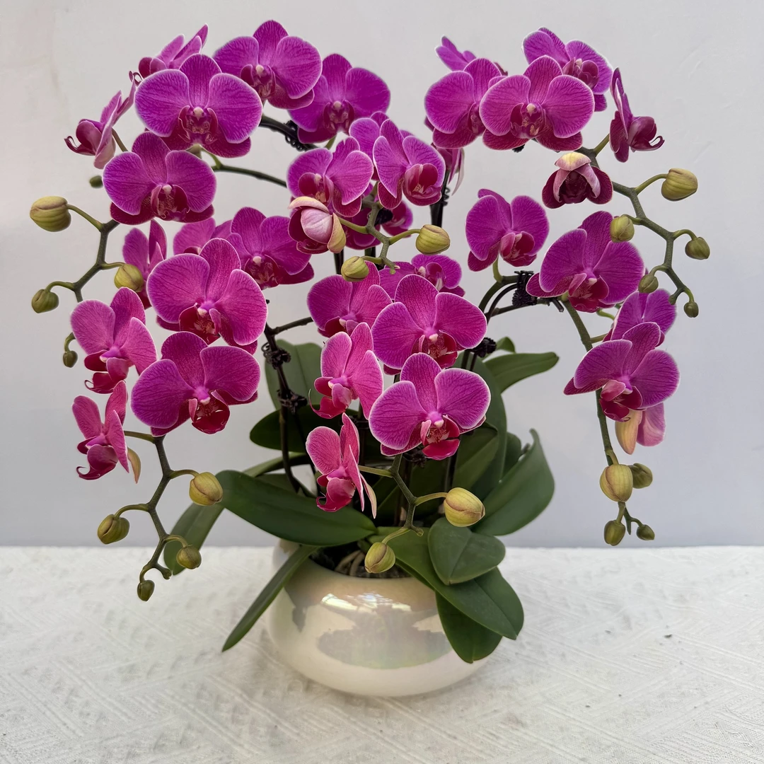 蝴蝶兰【梦叶罗丽】稀有色系植株室内礼品花高端绿植花卉小众品种6