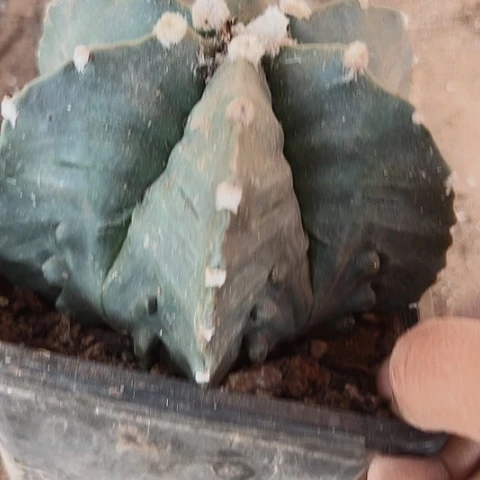 659处理木心根仙人球