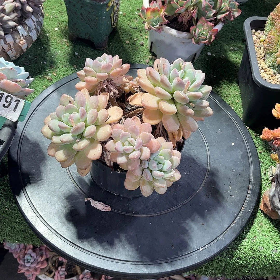 小***花白咯多肉植物保护252
