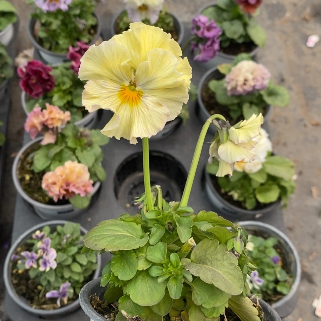 完全开放0134号不售后