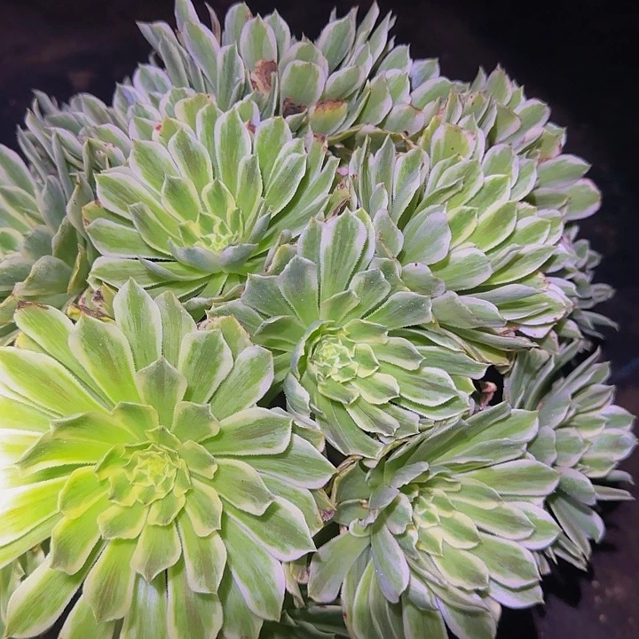 碧浪巨无霸捧花亏本福利65