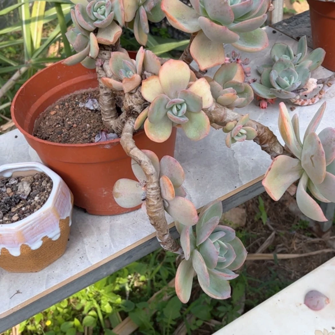 【闪购商品】无花朵大**贵