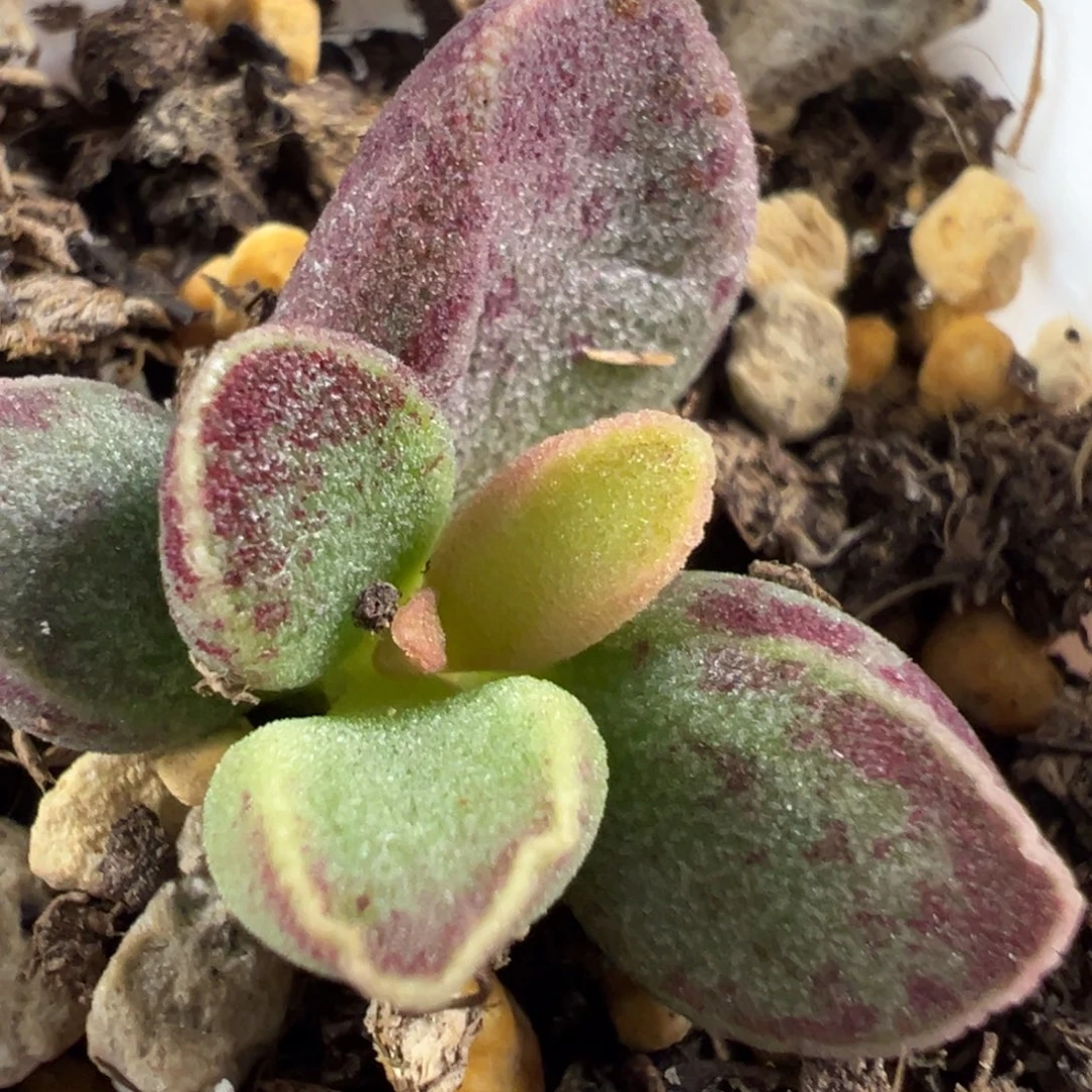 艾薇大苗多肉植物水泡