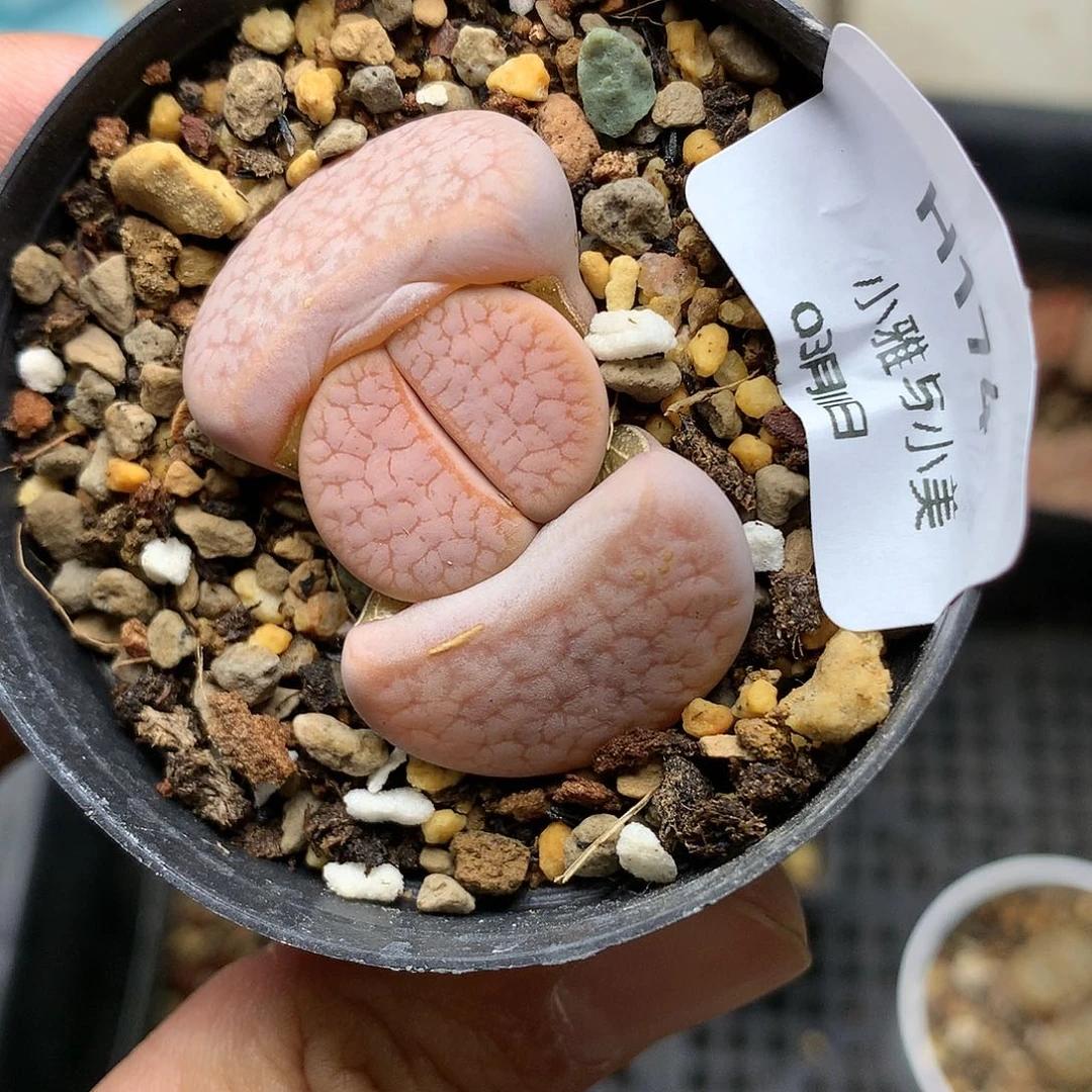 H174多肉植物保护