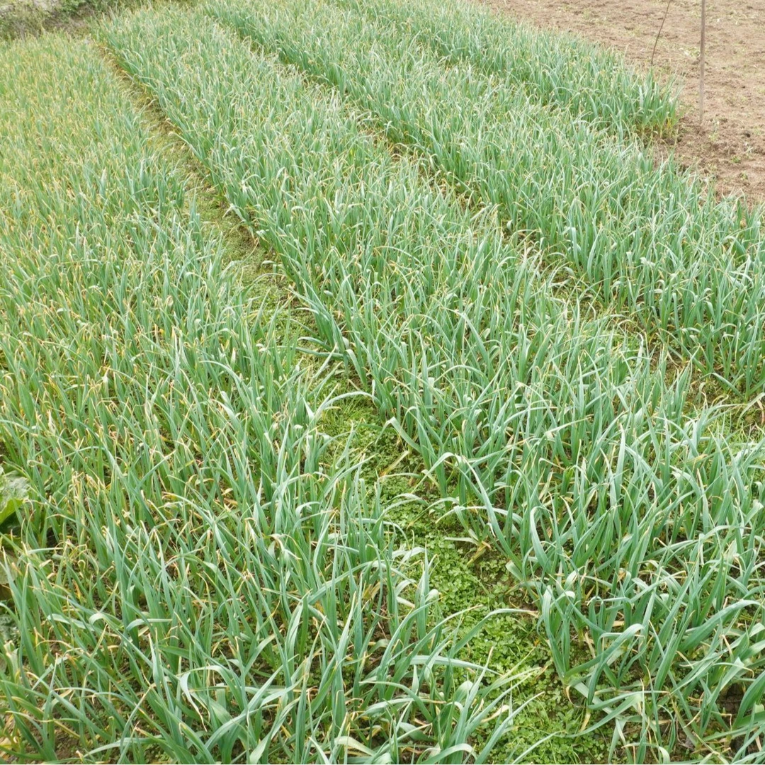 湘西农村红皮蒜苗