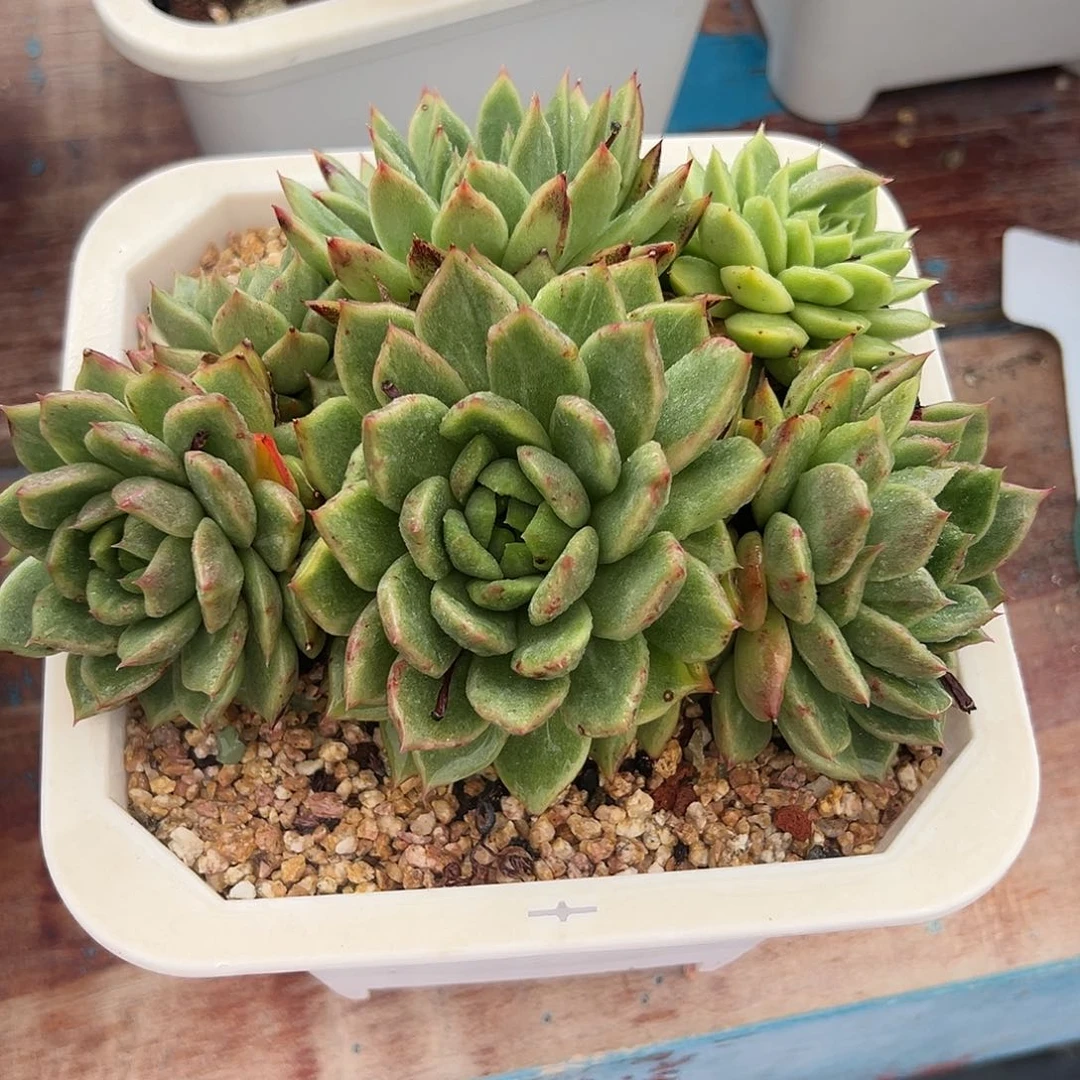 一物一拍，东云植物32