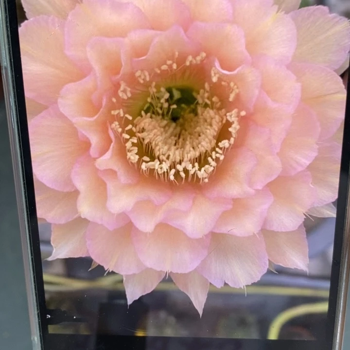 香香新8号侧芽4.5公分左右