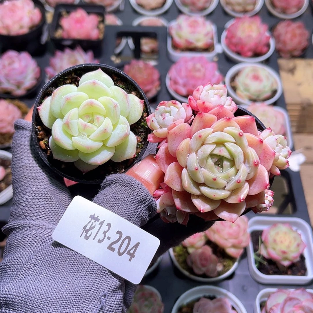 花13-204新品➕印月台