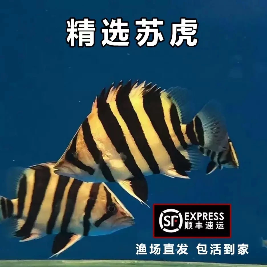 小漫专属（虎鱼品质直播为准 热带鱼观赏鱼虎鱼）