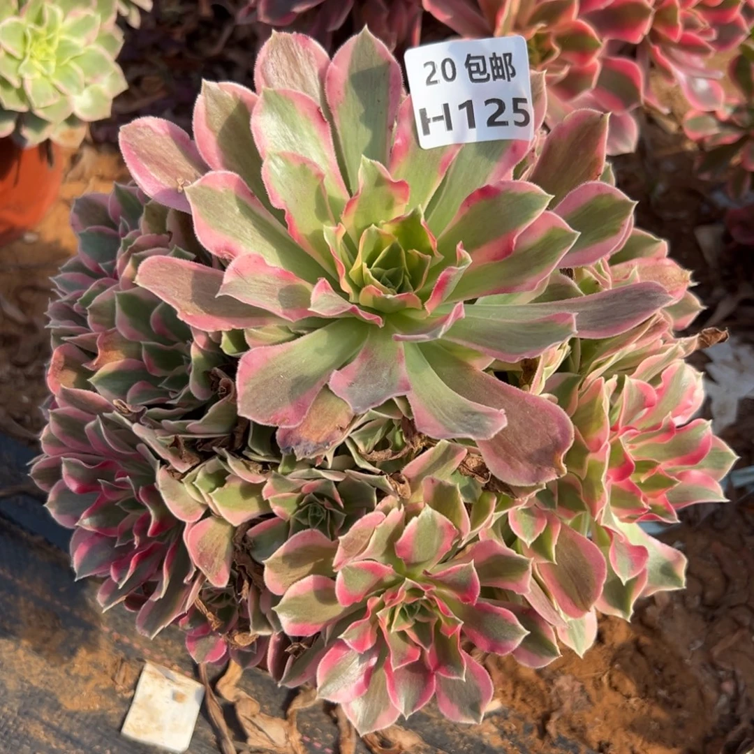 125夜罗刹，多肉法师