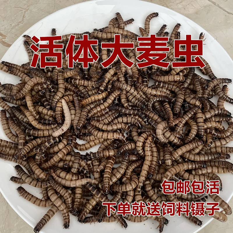 顺丰包邮大麦虫活虫黄粉虫金龙鱼观赏鱼饲料鸟乌龟刺猬钓鱼虫子