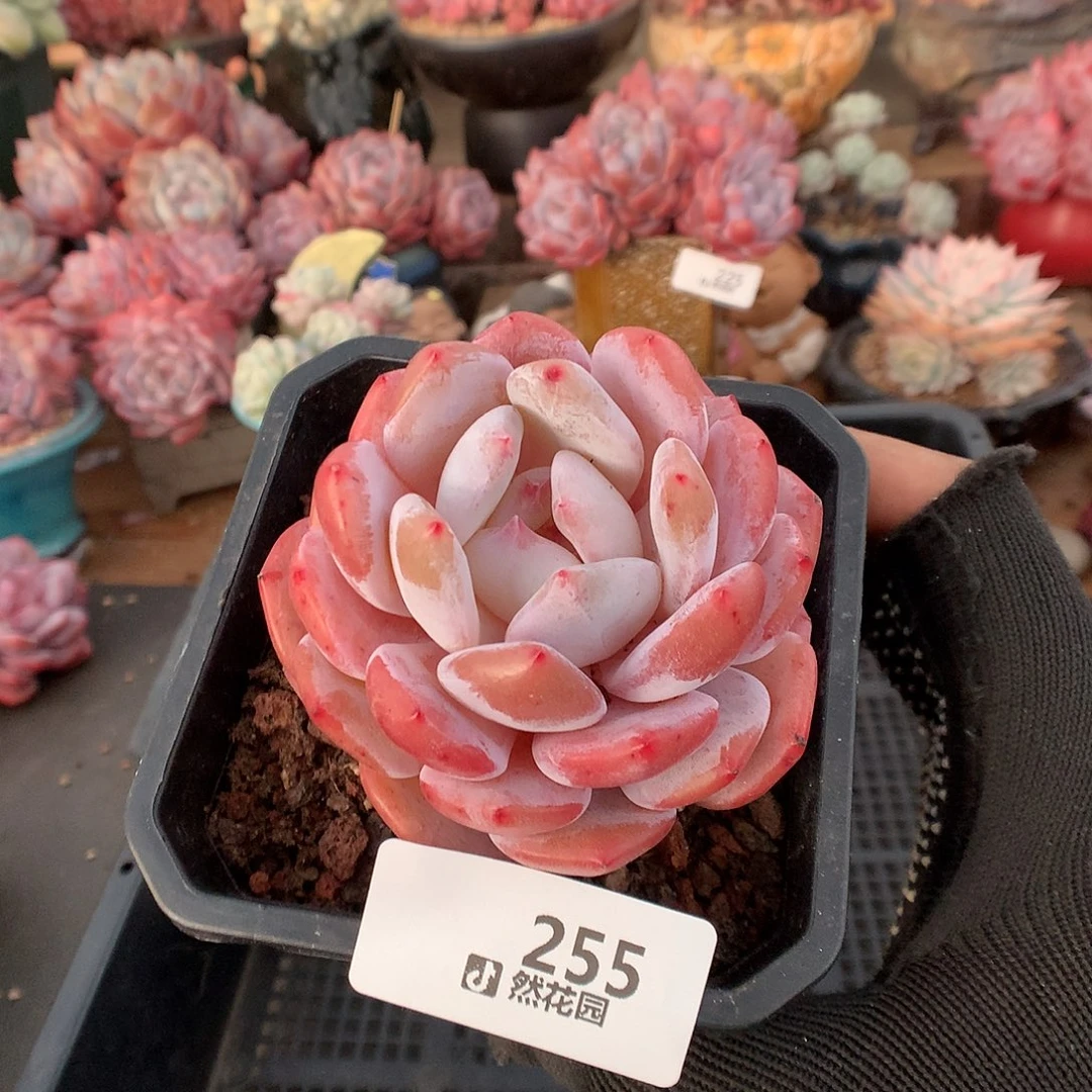 255雪天使多肉植物666