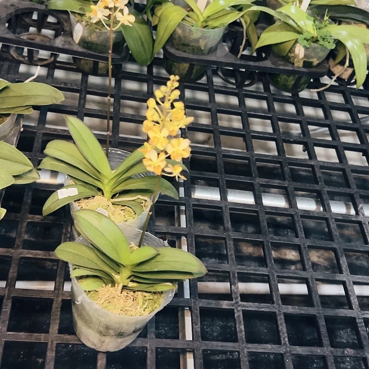 不开花植物黄花猫3.5