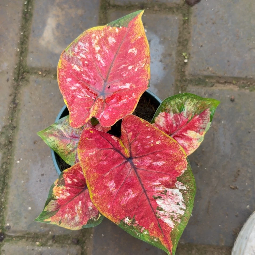 擎天柱泰国彩叶芋07-1130