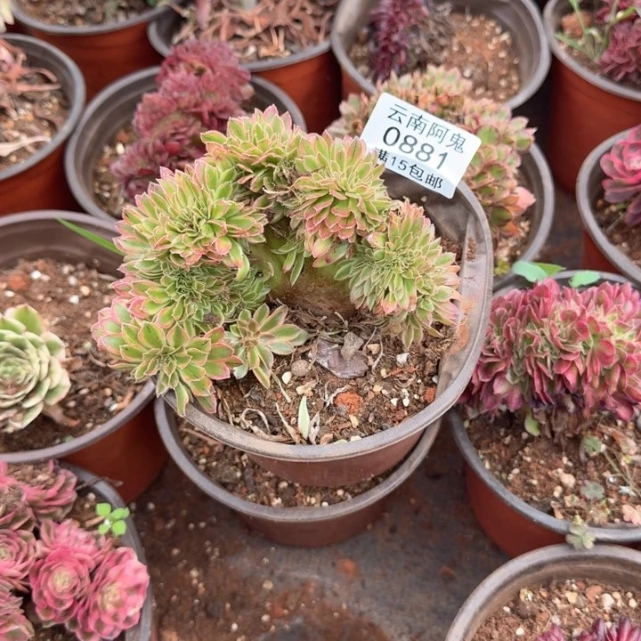 881号夕颜缀化啊啊