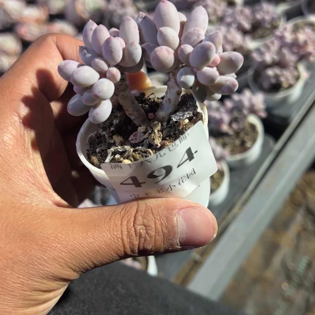 494号婴儿手指小老庄一物一拍满18包邮