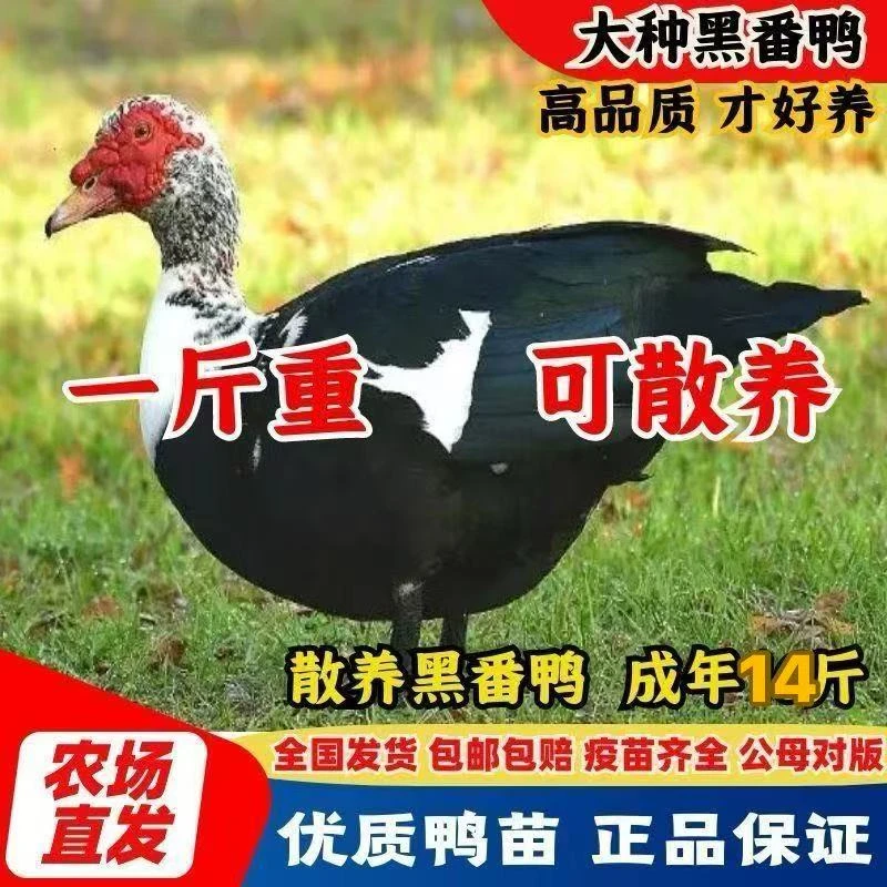 宠物鸭 正宗一斤左右 大种鸳鸯鸭番鸭洋鸭火鸭