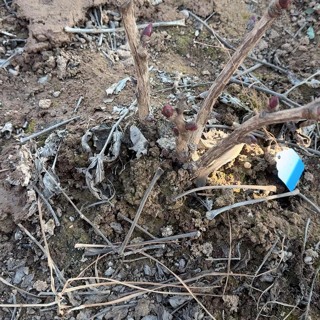 完全开放花王30花王111111