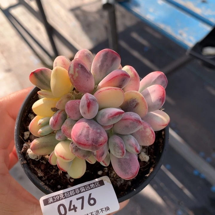 无花朵乒乓福娘锦多肉植物0476