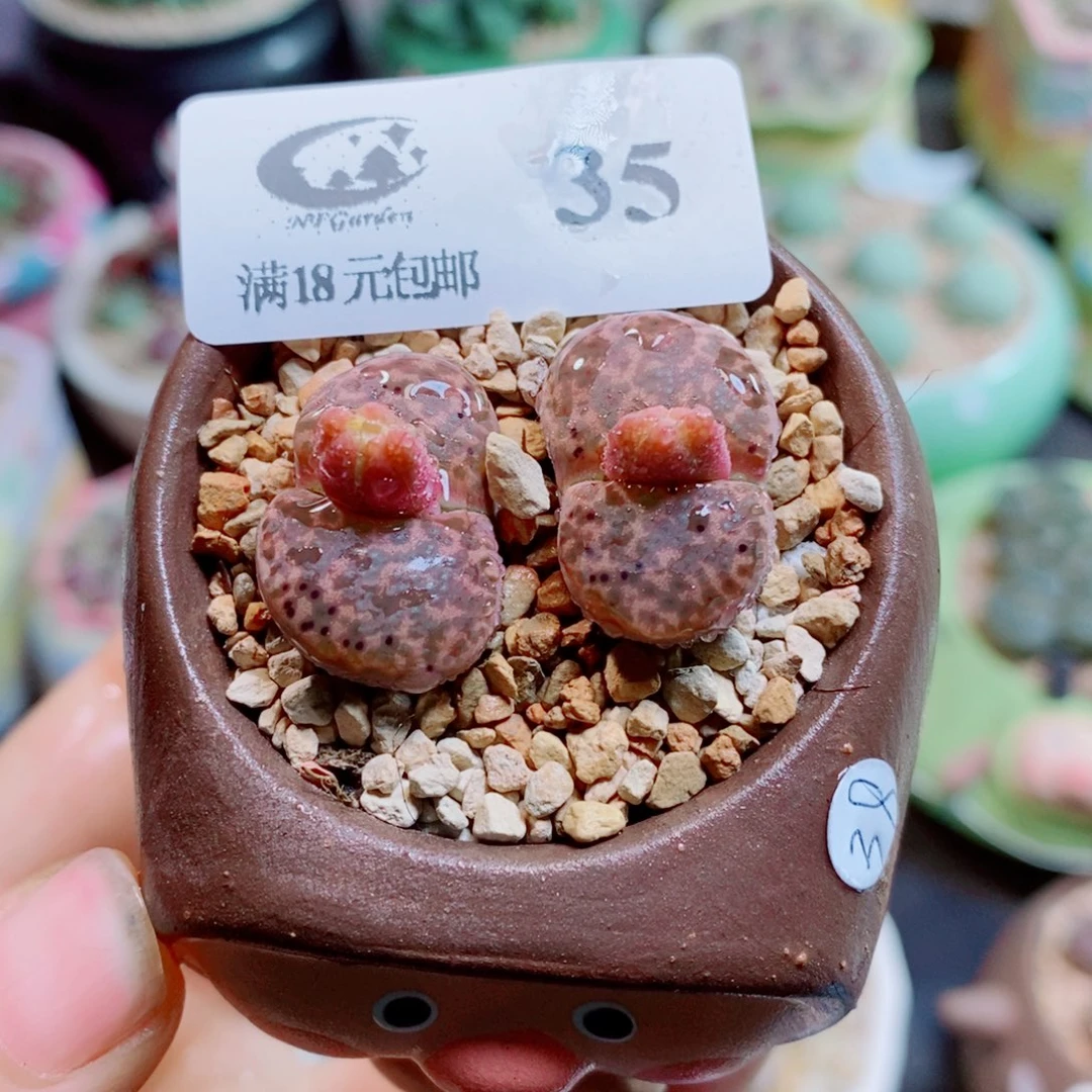 生石花花哈哈哈哈35