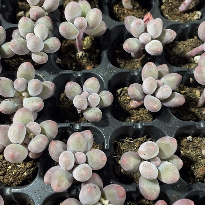 小汤圆1元带土发货