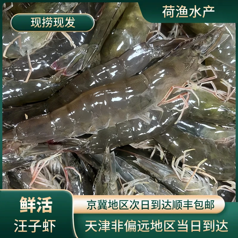 汉沽本地汪子虾32头左右盐田虾新鲜活虾保鲜不保活