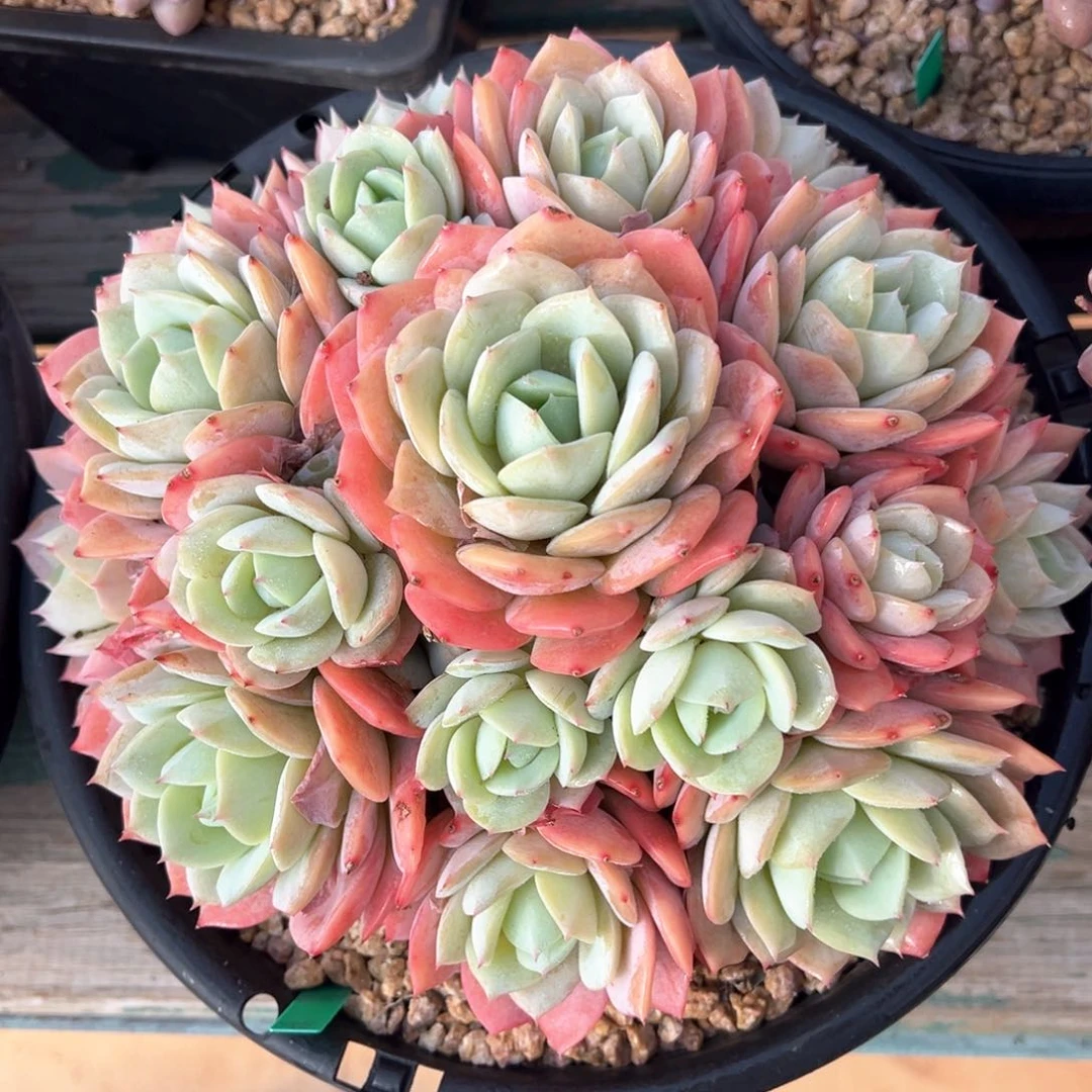 恋曲大捧花多肉植物