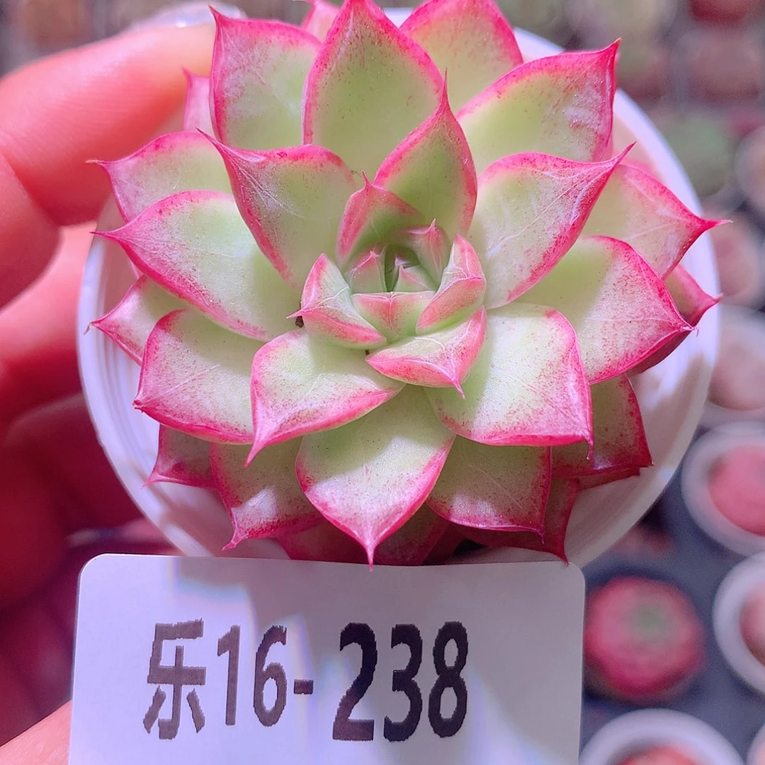 乐然16-238 女王单头